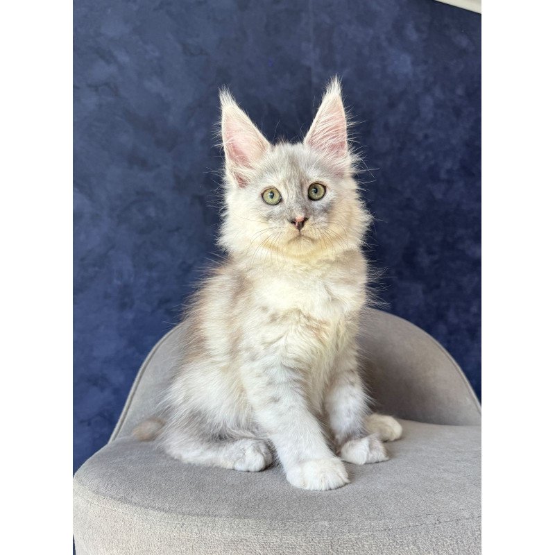 Maine Coon NOV Piatnica