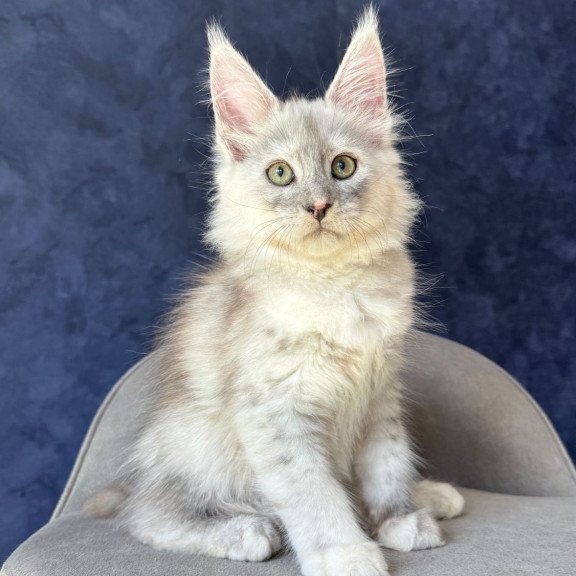 Maine Coon NOV Piatnica