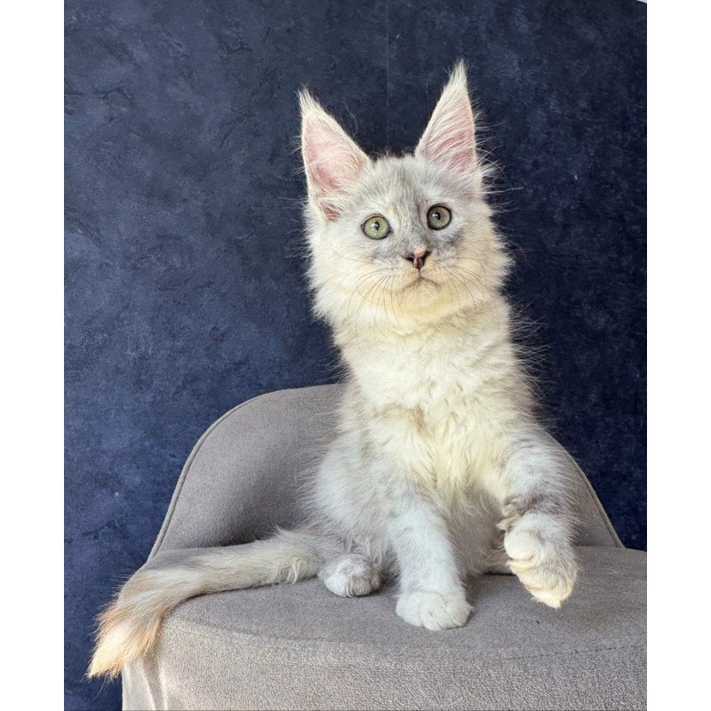 Maine Coon NOV Piatnica