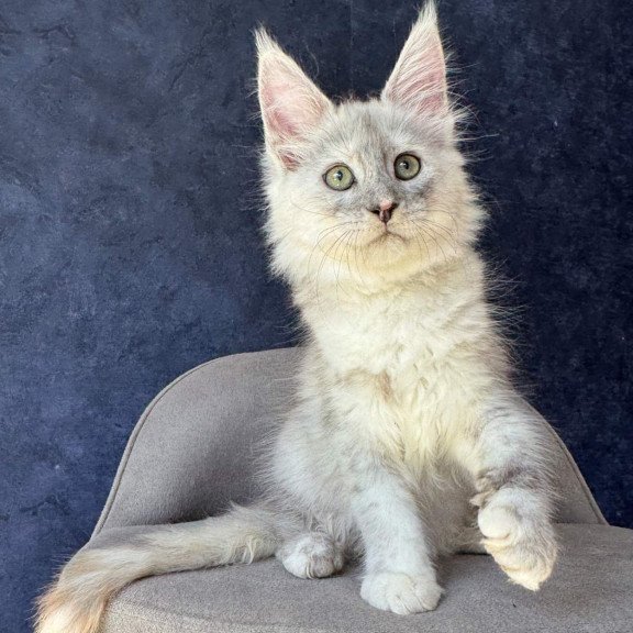 Maine Coon NOV Piatnica
