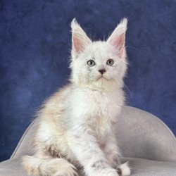 Maine Coon NOV Tahiti