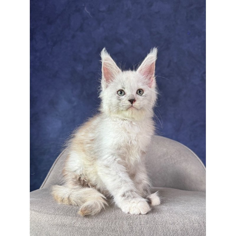 Maine Coon NOV Tahiti