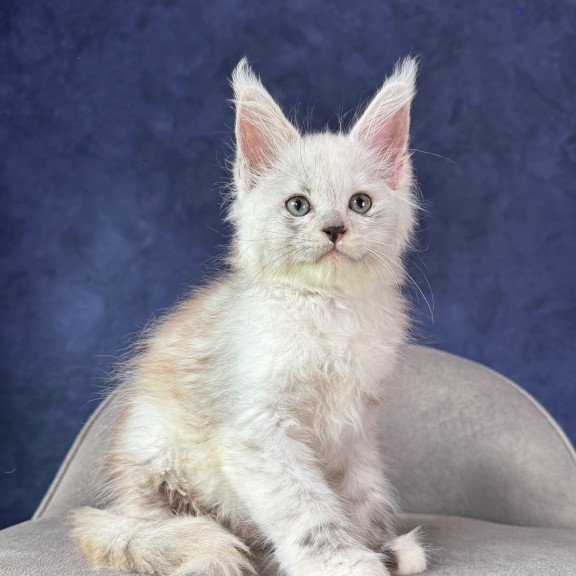 Maine Coon NOV Tahiti