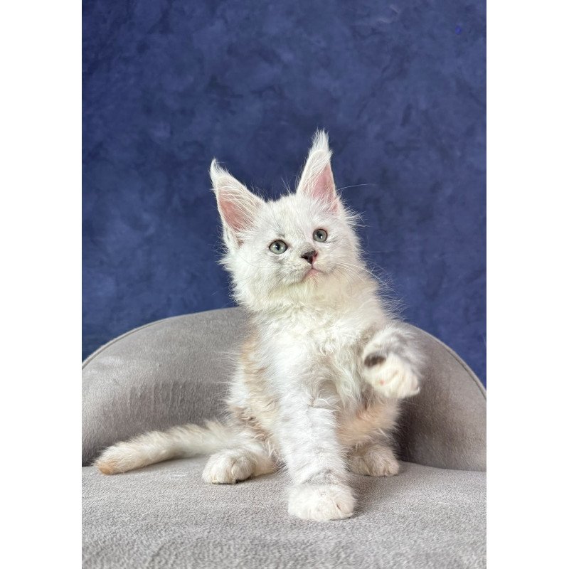 Maine Coon NOV Tahiti