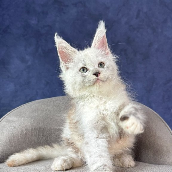 Maine Coon NOV Tahiti