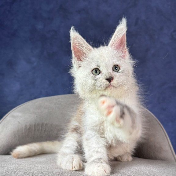 Maine Coon NOV Tahiti