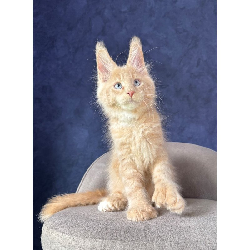Maine Coon NOV Rumbik Polydactyl
