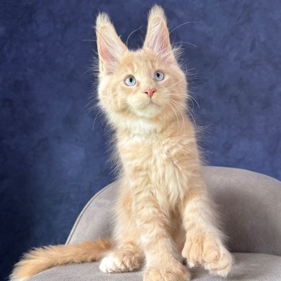 Maine Coon NOV Rumbik Polydactyl