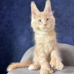 Maine Coon NOV Rumbik...