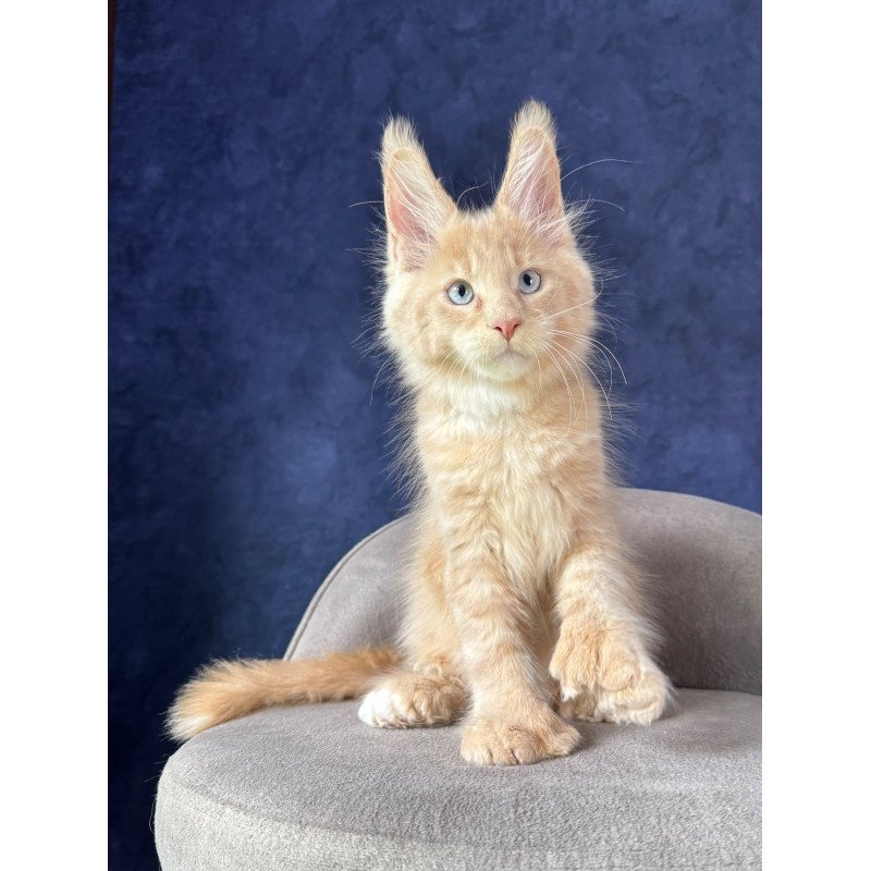 Maine Coon NOV Rumbik Polydactyl