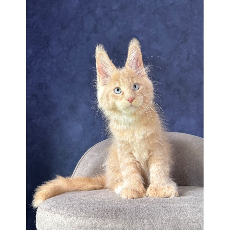 Maine Coon NOV Rumbik Polydactyl