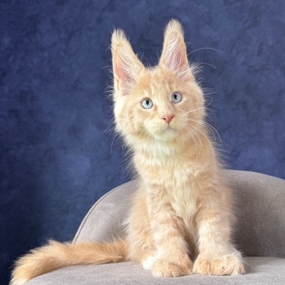 Maine Coon NOV Rumbik Polydactyl