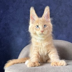 Maine Coon NOV Rumbik...