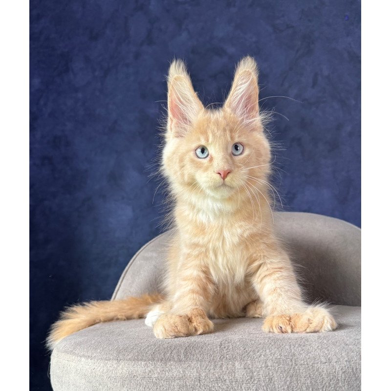 Maine Coon NOV Rumbik Polydactyl
