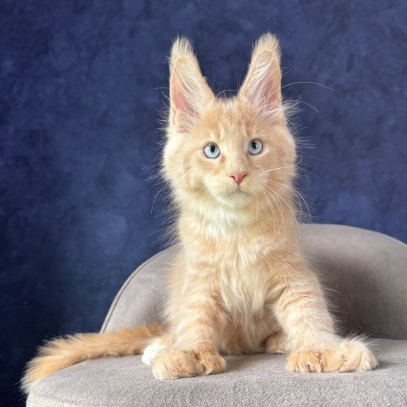 Maine Coon NOV Rumbik Polydactyl