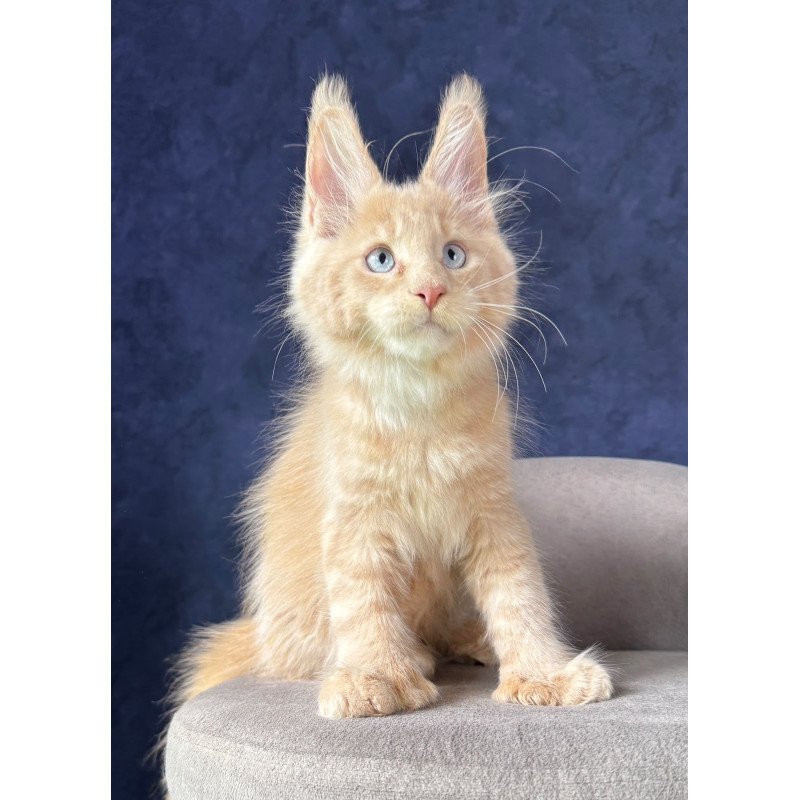 Maine Coon NOV Rumbik Polydactyl