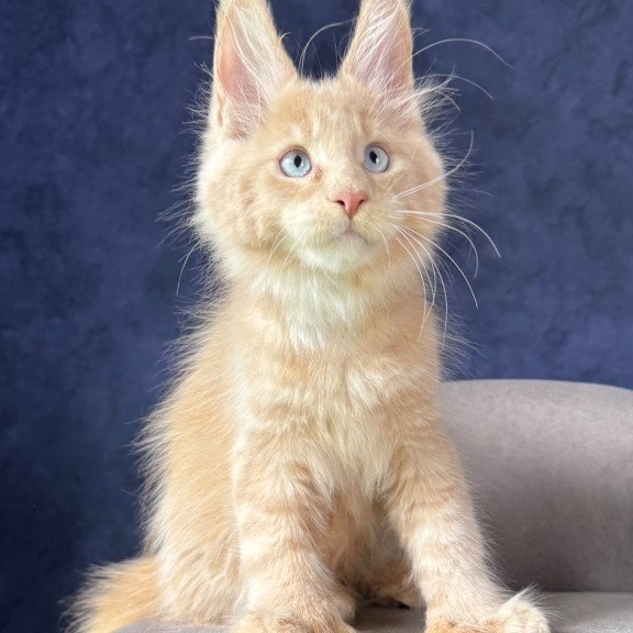 Maine Coon NOV Rumbik Polydactyl