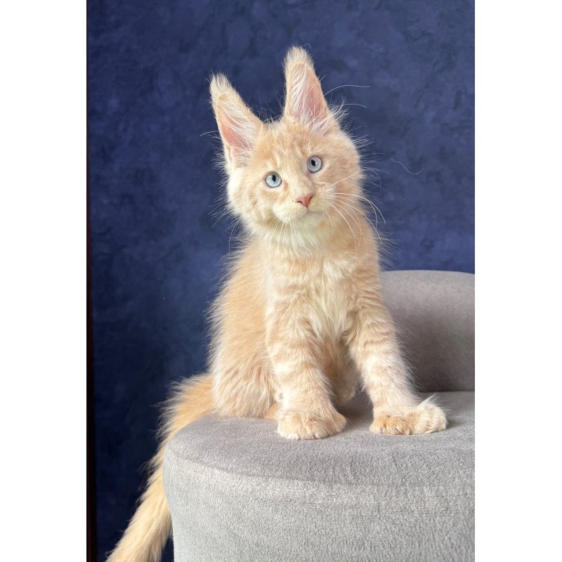 Maine Coon NOV Rumbik Polydactyl