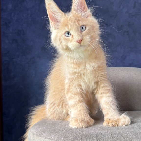 Maine Coon NOV Rumbik Polydactyl