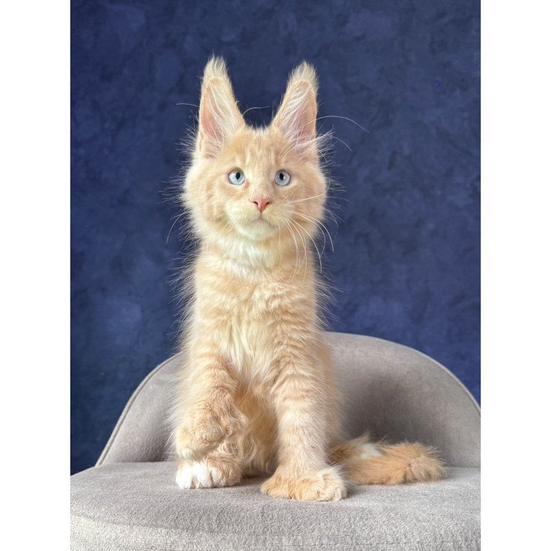 Maine Coon NOV Rumbik Polydactyl
