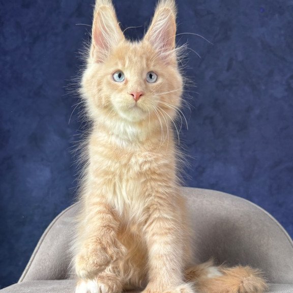 Maine Coon NOV Rumbik Polydactyl