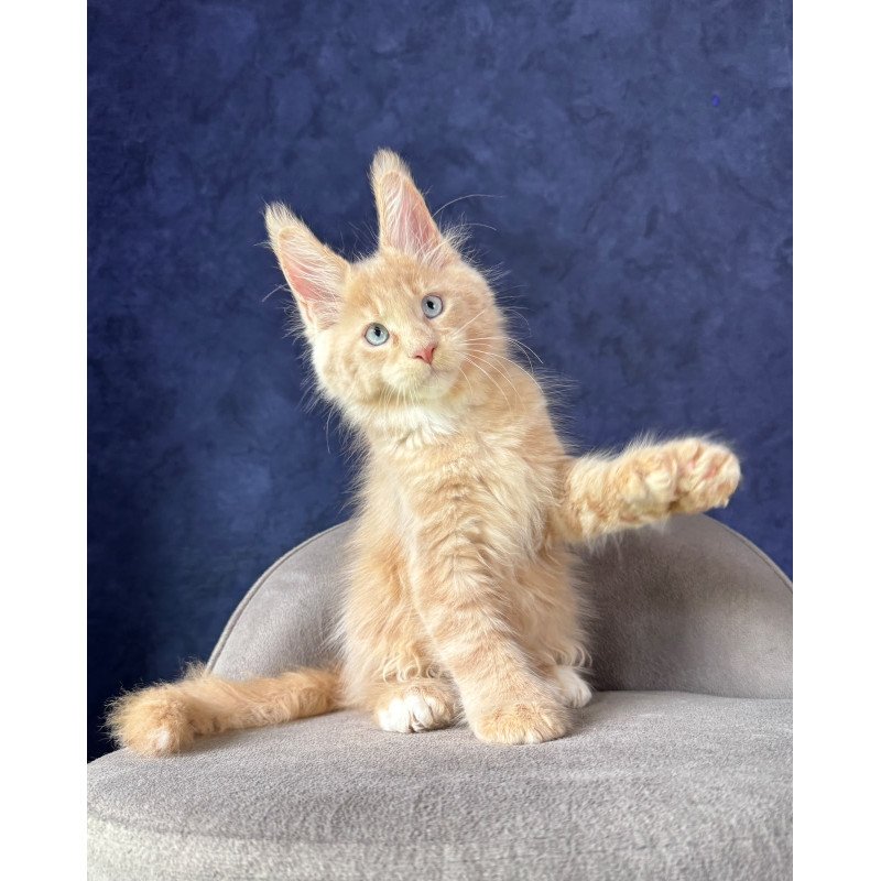 Maine Coon NOV Rumbik Polydactyl