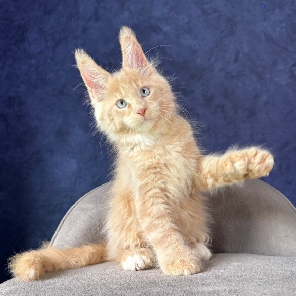 Maine Coon NOV Rumbik Polydactyl