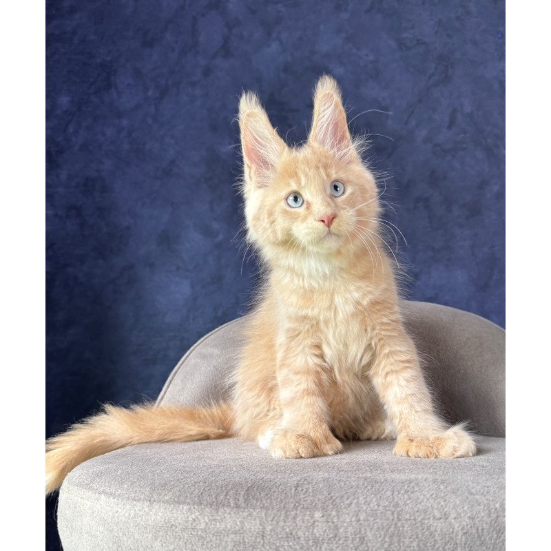 Maine Coon NOV Rumbik Polydactyl