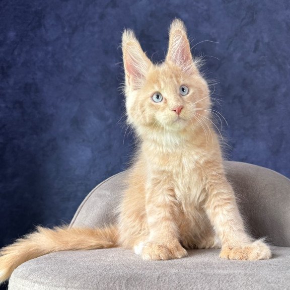 Maine Coon NOV Rumbik Polydactyl