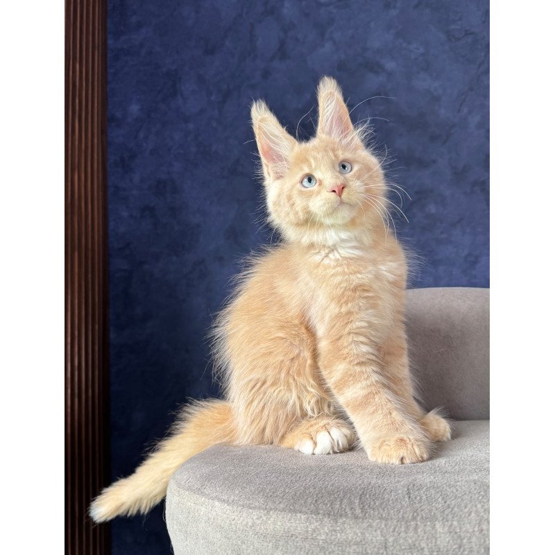 Maine Coon NOV Rumbik Polydactyl