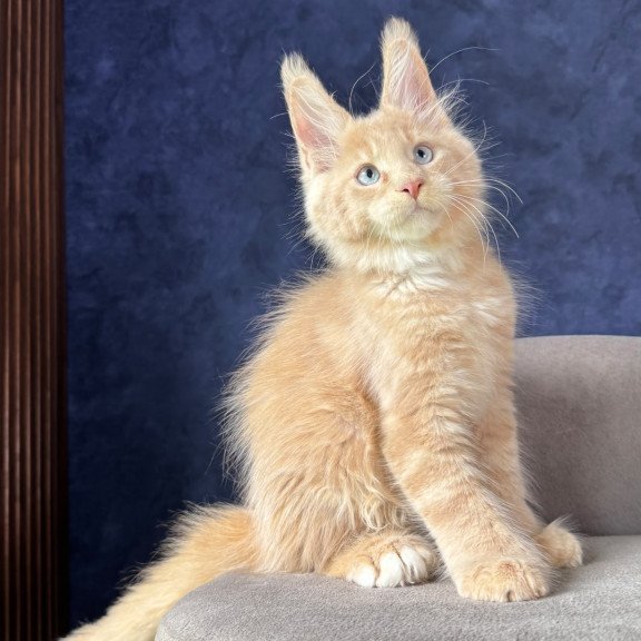 Maine Coon NOV Rumbik Polydactyl