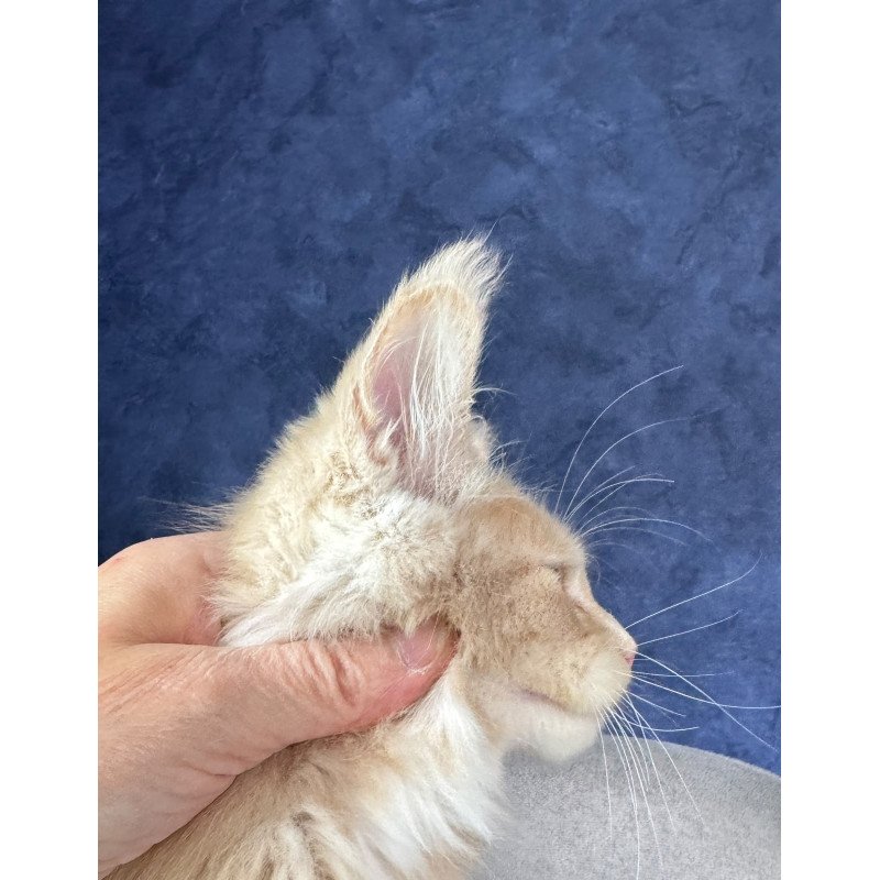 Maine Coon NOV Rumbik Polydactyl