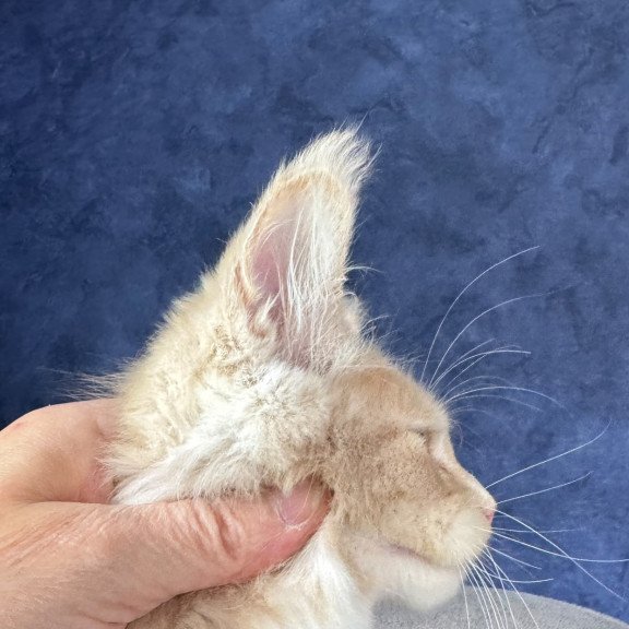 Maine Coon NOV Rumbik Polydactyl