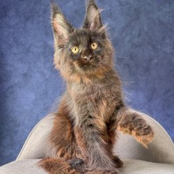 Maine Coon NOV Rene Polydactyl