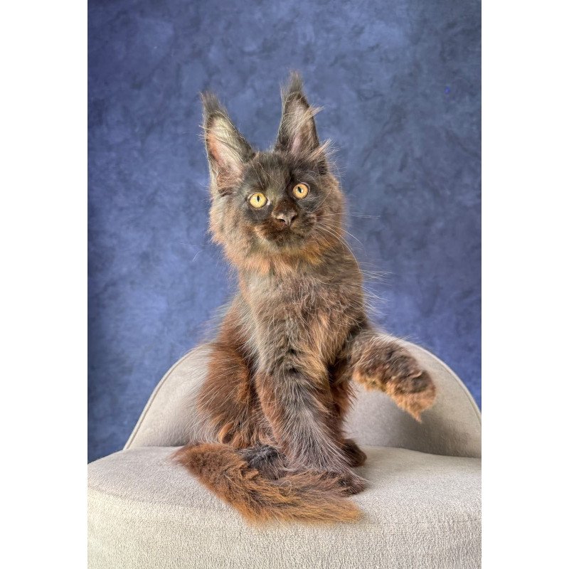 Maine Coon NOV Rene Polydactyl