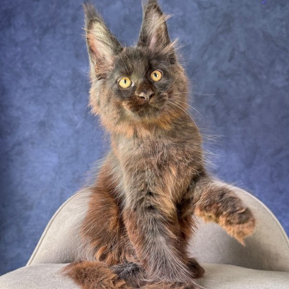 Maine Coon NOV Rene Polydactyl