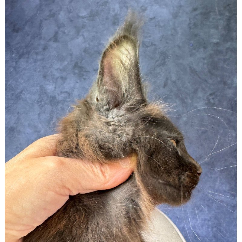 Maine Coon NOV Rene Polydactyl