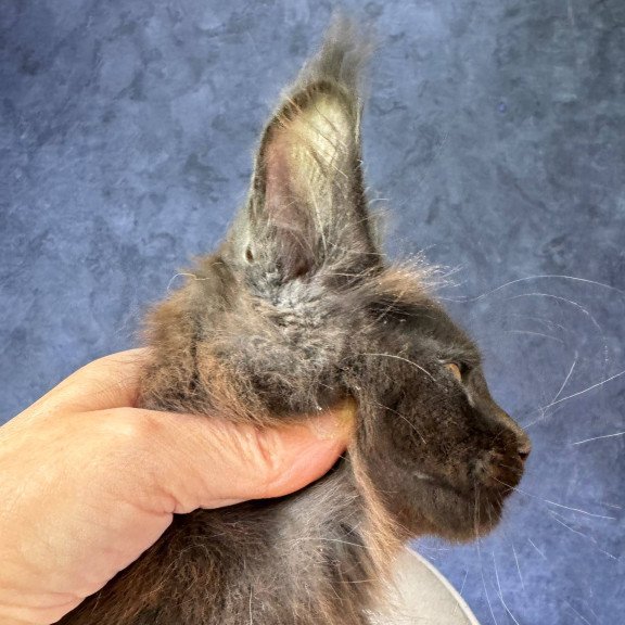 Maine Coon NOV Rene Polydactyl