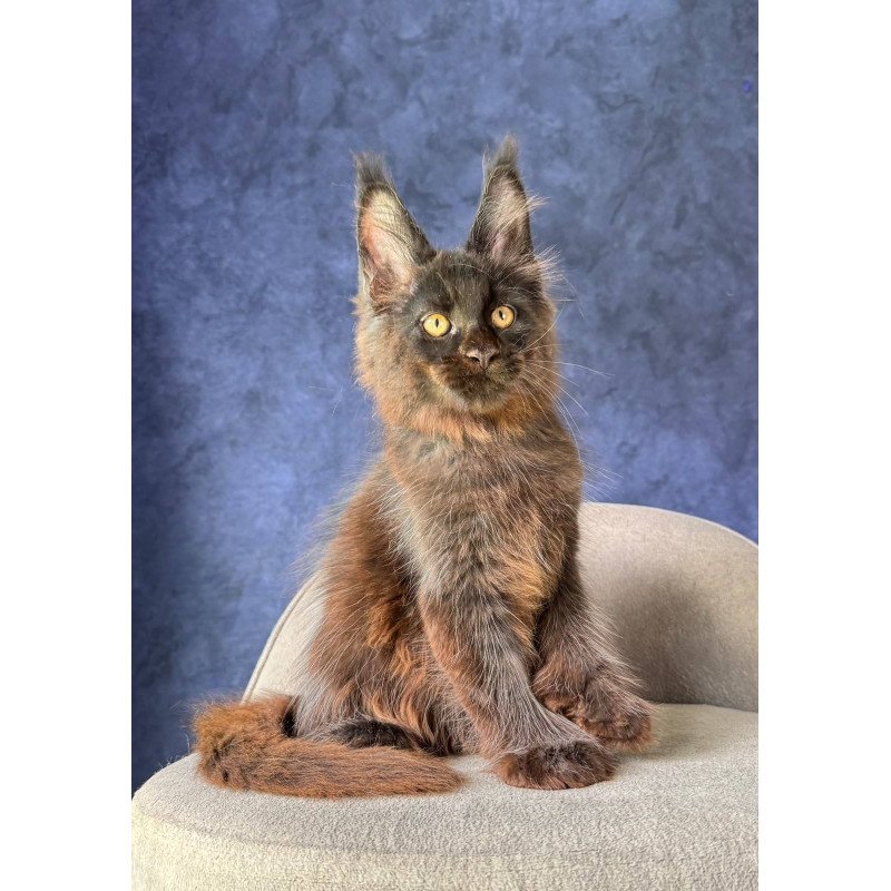 Maine Coon NOV Rene Polydactyl