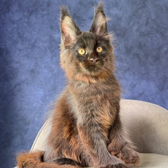 Maine Coon NOV Rene Polydactyl