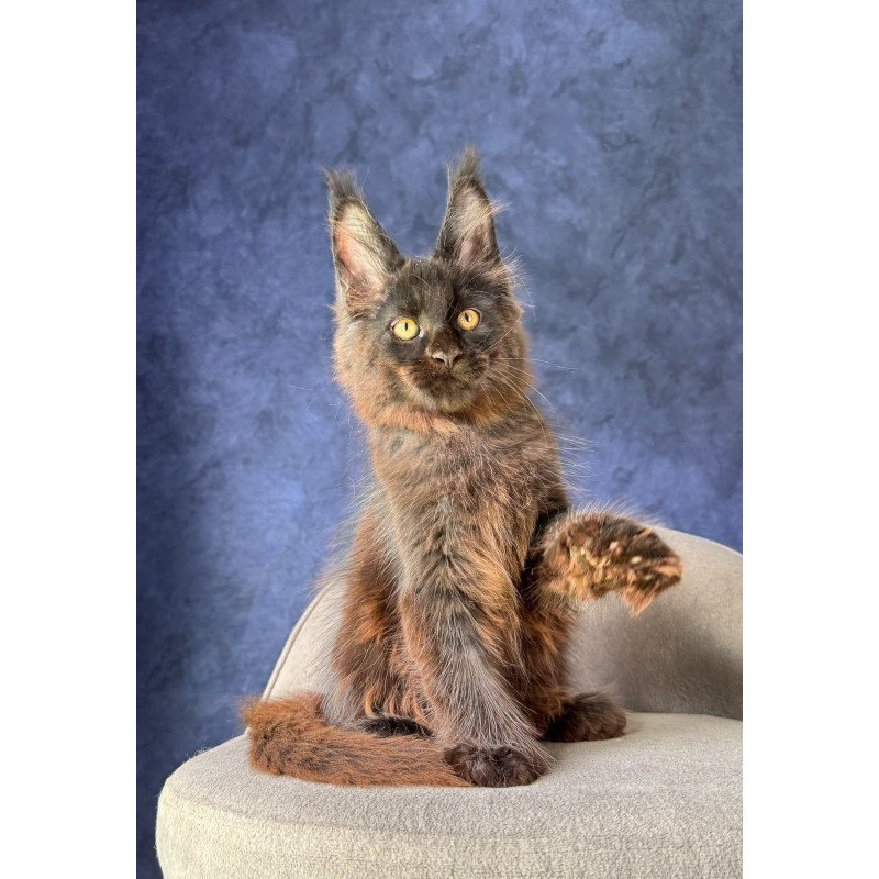 Maine Coon NOV Rene Polydactyl