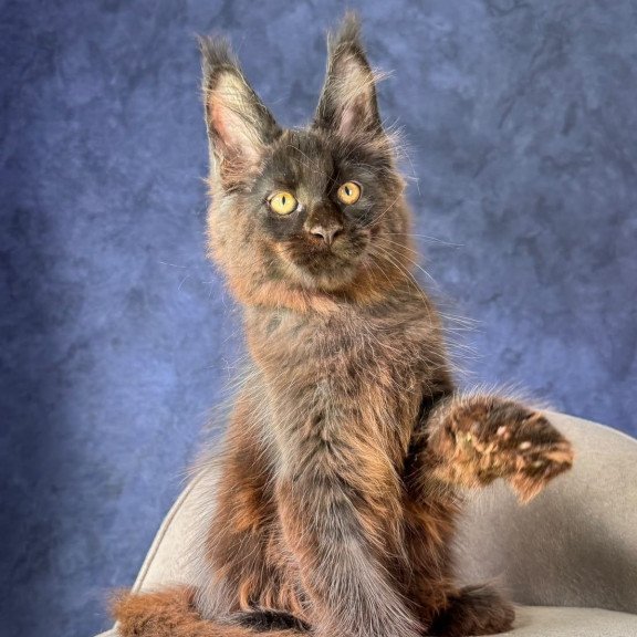 Maine Coon NOV Rene Polydactyl