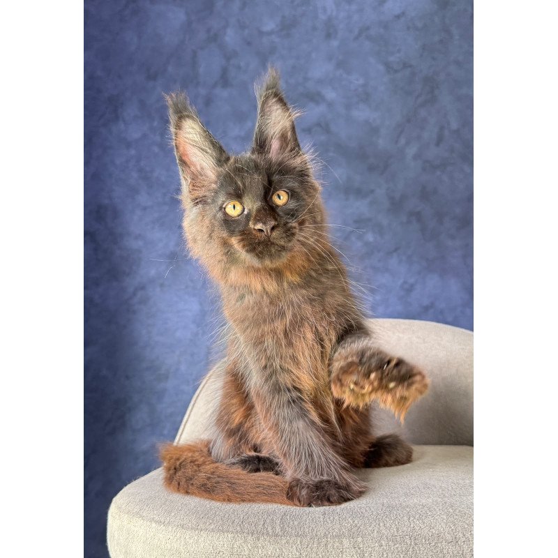 Maine Coon NOV Rene Polydactyl