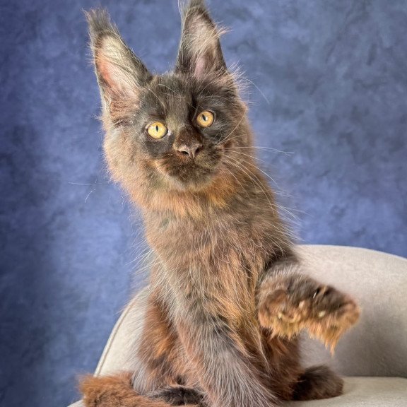 Maine Coon NOV Rene Polydactyl