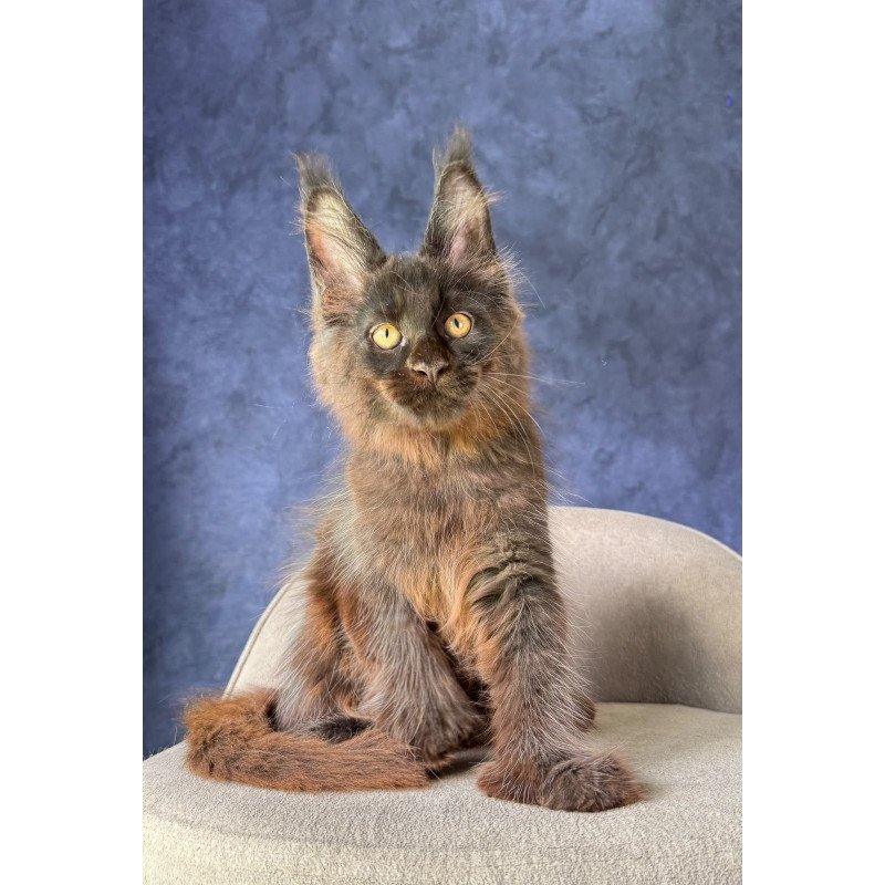 Maine Coon NOV Rene Polydactyl