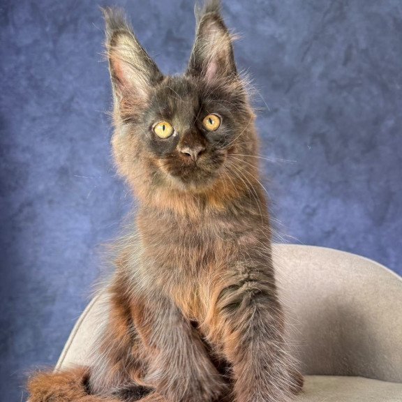 Maine Coon NOV Rene Polydactyl