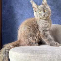 Maine Coon NOV Raskat