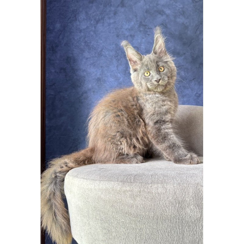 Maine Coon NOV Raskat