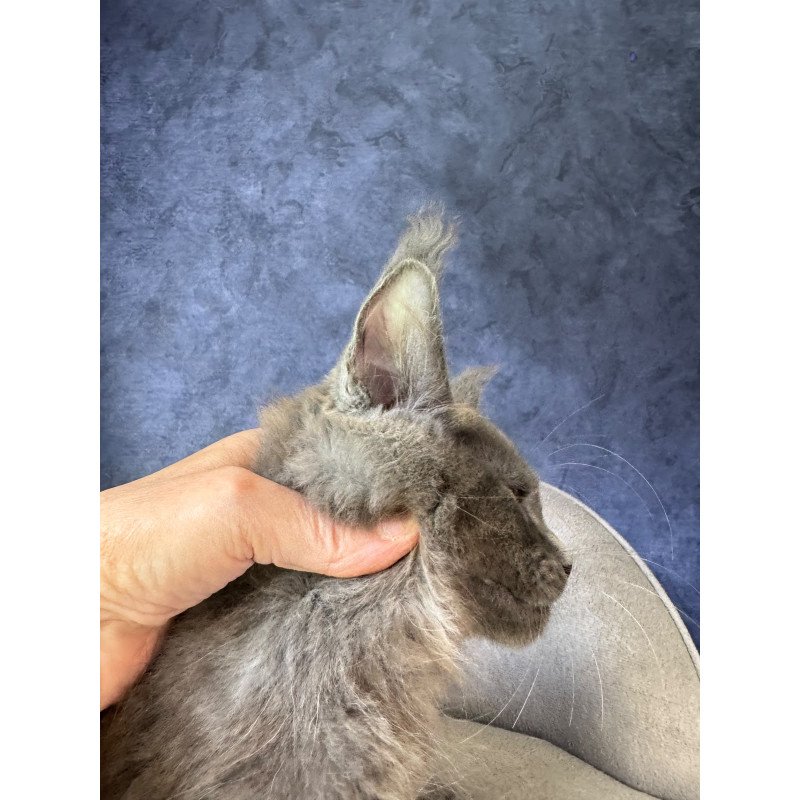 Maine Coon NOV Raskat