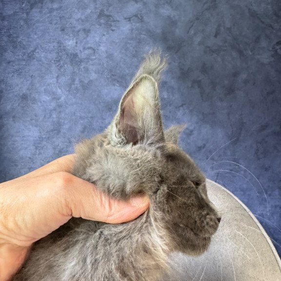 Maine Coon NOV Raskat